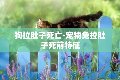 狗拉肚子死亡-寵物兔拉肚子死前特征