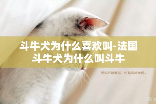 斗牛犬為什么喜歡叫-法國斗牛犬為什么叫斗牛