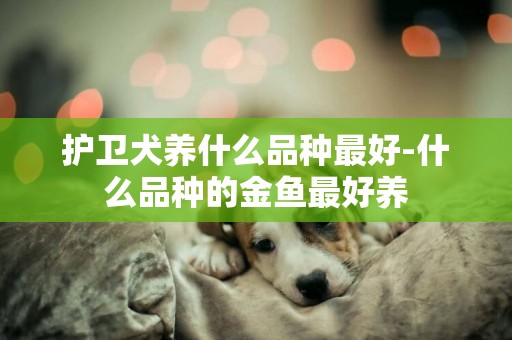 護衛犬養什么品種最好-什么品種的金魚最好養