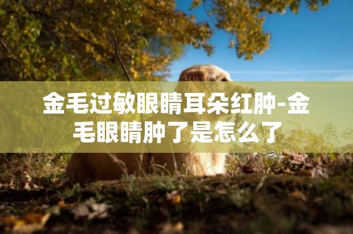 金毛過敏眼睛耳朵紅腫-金毛眼睛腫了是怎么了