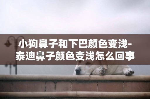小狗鼻子和下巴顏色變淺-泰迪鼻子顏色變淺怎么回事