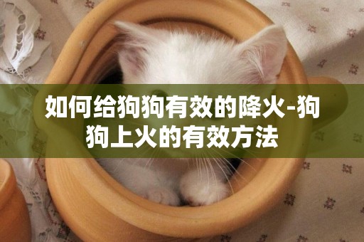 如何給狗狗有效的降火-狗狗上火的有效方法