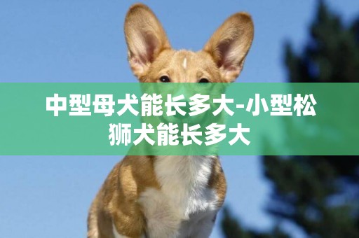 中型母犬能長多大-小型松獅犬能長多大