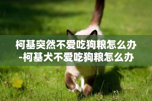 柯基突然不愛吃狗糧怎么辦-柯基犬不愛吃狗糧怎么辦