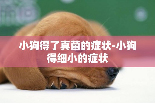小狗得了真菌的癥狀-小狗得細小的癥狀