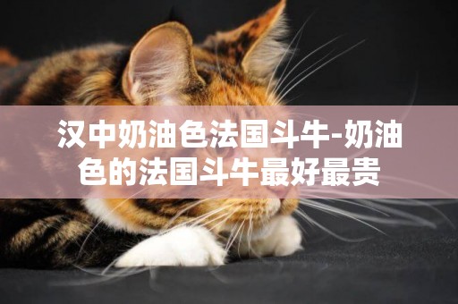 漢中奶油色法國斗牛-奶油色的法國斗牛最好最貴