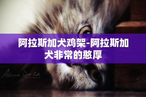 阿拉斯加犬雞架-阿拉斯加犬非常的憨厚