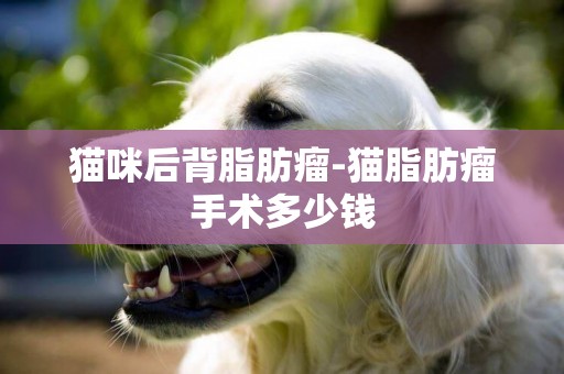 貓咪后背脂肪瘤-貓脂肪瘤手術多少錢
