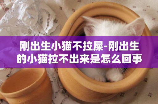 剛出生小貓不拉屎-剛出生的小貓拉不出來是怎么回事啊