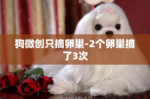 狗微創只摘卵巢-2個卵巢摘了3次