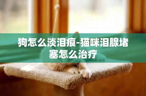 狗怎么淡淚痕-貓咪淚腺堵塞怎么治療