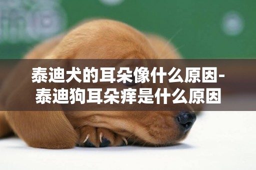 泰迪犬的耳朵像什么原因-泰迪狗耳朵癢是什么原因