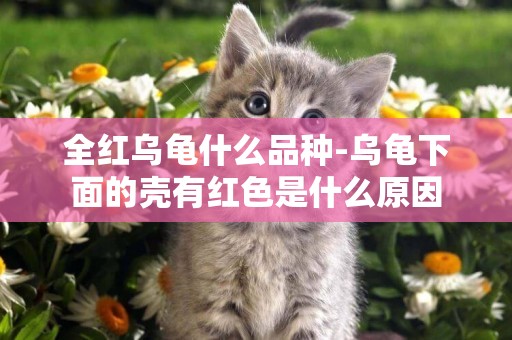 全紅烏龜什么品種-烏龜下面的殼有紅色是什么原因