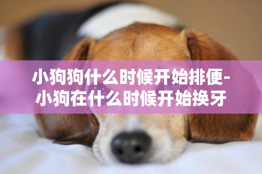 小狗狗什么時候開始排便-小狗在什么時候開始換牙
