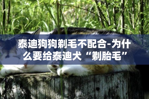 泰迪狗狗剃毛不配合-為什么要給泰迪犬“剃胎毛”