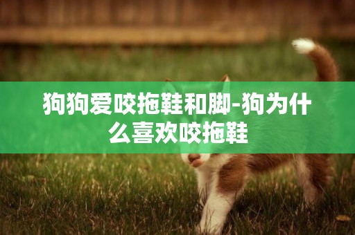 狗狗愛咬拖鞋和腳-狗為什么喜歡咬拖鞋