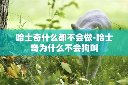 哈士奇什么都不會做-哈士奇為什么不會狗叫
