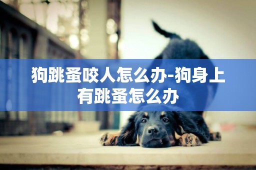 狗跳蚤咬人怎么辦-狗身上有跳蚤怎么辦