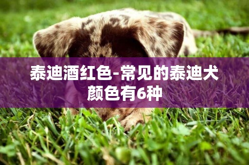 泰迪酒紅色-常見的泰迪犬顏色有6種
