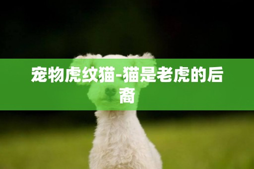 寵物虎紋貓-貓是老虎的后裔