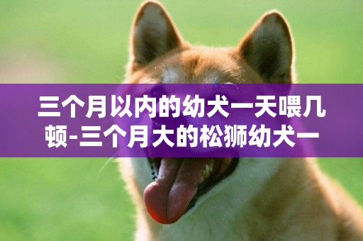 三個月以內的幼犬一天喂幾頓-三個月大的松獅幼犬一天喂幾頓好