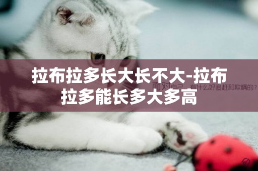 拉布拉多長大長不大-拉布拉多能長多大多高